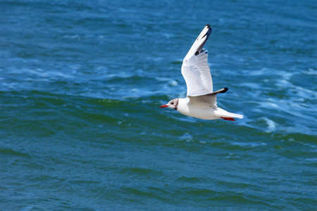 white seagull flying on a background of blue seaの写真素材