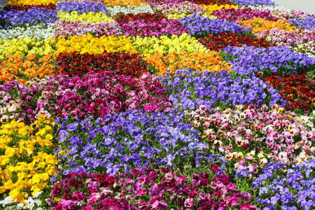 large flowerbed of violets of different colorsの写真素材