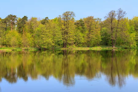 Spring forest reflected in the lake on a sunny dayの写真素材