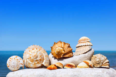 Shells and corals lying on the white stone on a background of blue sky and seaの写真素材
