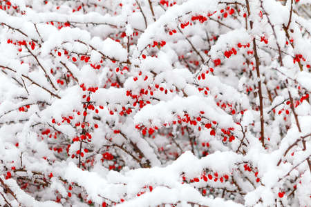 Red barberry berries under the snow during a snowfall. Soft focus, selective focusの写真素材