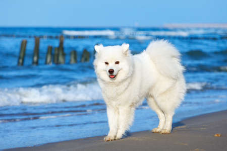 White dog Samoyed walks near the sea in Sunny dayの写真素材