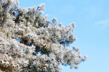 Pine branch covered with hoarfrost on blue sky background on a Sunny winter dayの写真素材