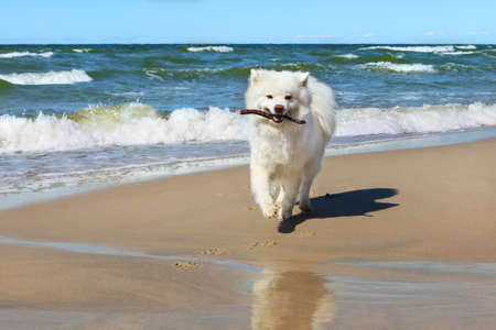 White Samoyed dog runs near the sea with a stick in his mouthの写真素材