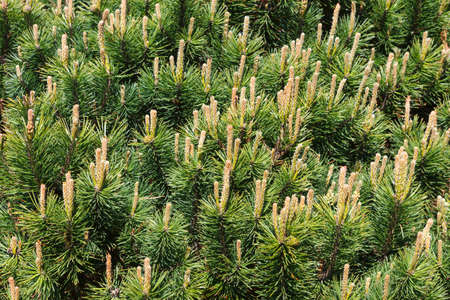 Dwarf Mugo Pine close-up. Latin name - Pinus mugho pumillioの写真素材