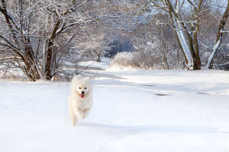 White Samoyed dog running in the snow in the winter forest