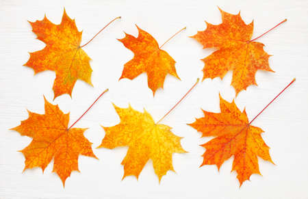 Pattern of six bright, autumn maple leaves on white wooden background.