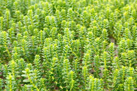 Plant Sea sandwort ( latin name - Honckenya peploides) growing in the sand. Soft focus, selective focusの写真素材