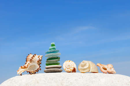 The design of exotic shells on the background of the summer, blue sky. The concept of a beach holiday by the sea. copy spaceの写真素材