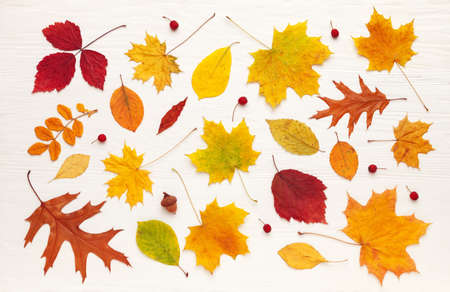 Pattern of colorful autumn leaves on a white wooden table. Flat lay, top view. concept of autumn...