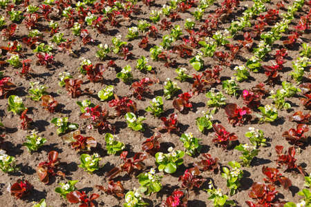 Flowers recently planted in an urban flowerbed. Concept of landscaping, beautification and...