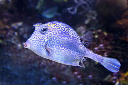 Honeycomb cowfish (Acanthostraction polygonius) underwater in the tropical caribbean sea. Soft...