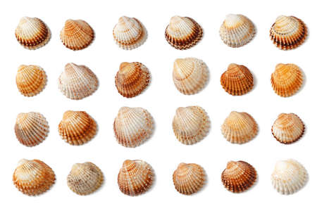 Pattern of seashells isolated on a white background. Flat lay, top view