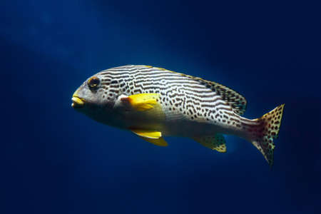 Oriental Sweetlip fish (Plectorhinchus vittatus) swimming against the dark water of the Indian...
