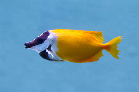 Foxface Rabbitfish (Latin name Siganus Vulpinus) tropical fish. soft focusの写真素材
