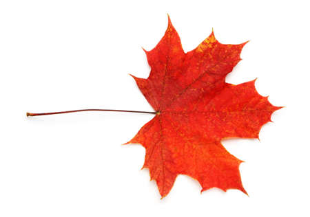 Bright red maple leaf close-up isolated on a white background