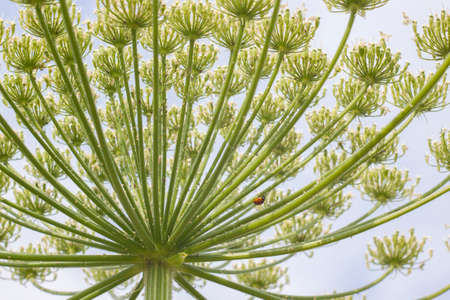 Ladybug on cows parsnip flower