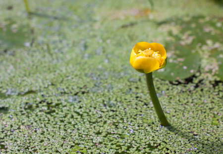 Yellow water lily on the pond with duckweedの写真素材