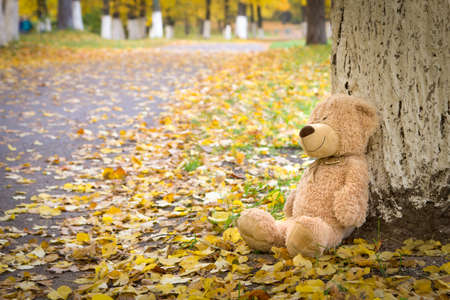 Teddy bear leaning on a tree near the road covered with yellow leavesの写真素材