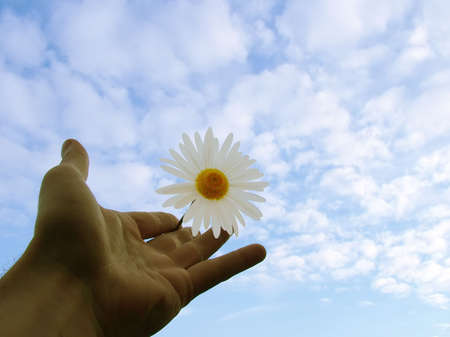 Accept my friendship , sky, hand, daisy, Camomile ,conceptの写真素材