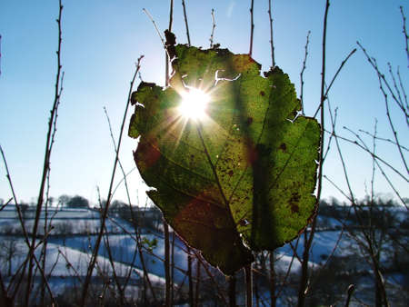 winer snow  (tiff version of this image is available)