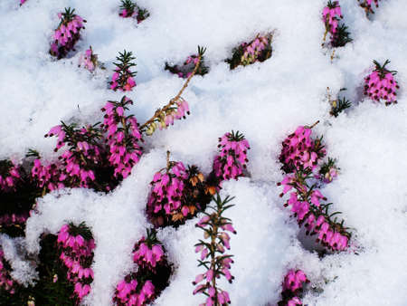 winer snow flower (tiff version of this image is available)の写真素材
