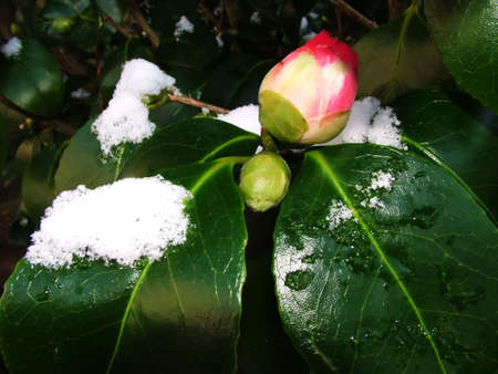 winer snow flower (tiff version of this image is available)の写真素材