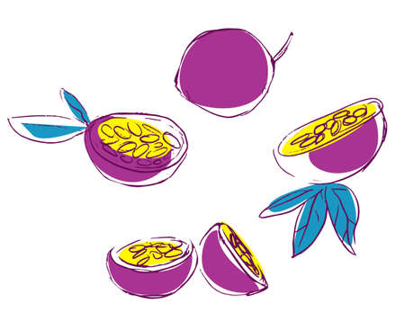 Hand drawn passion fruit. Vector illustration. Exoticのイラスト素材