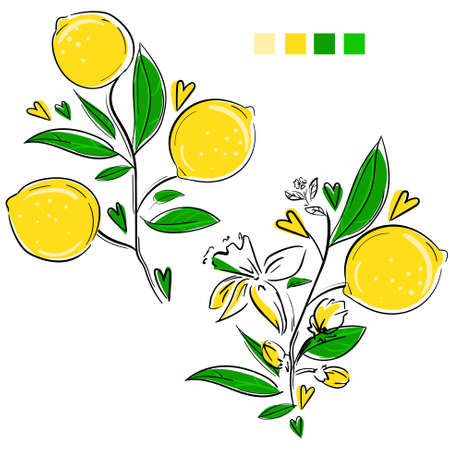 Lemons with leaves isolated on a white background sketch. Hand drawn citrus vector illustration. Yellow picture.のイラスト素材