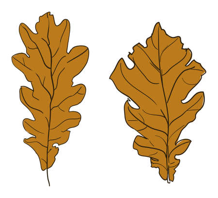 Oak leaf. Hand drawn autumn tree leaves. Vector.のイラスト素材