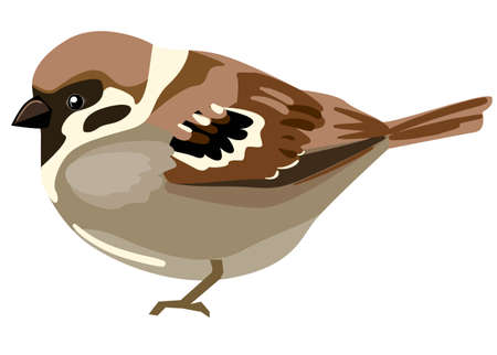 Sparrow bird vector. Bird isolated on white background. Vector.のイラスト素材