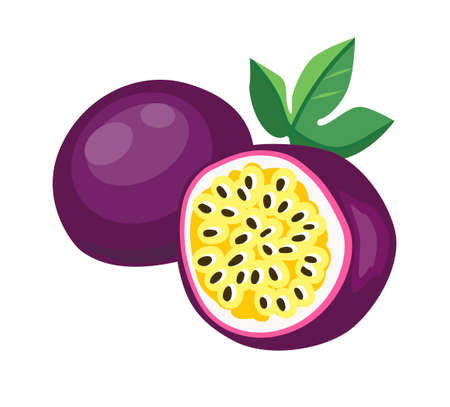Vector Hand Drawn passion fruit isolated on a white background. Vector Fruit Illustration.のイラスト素材