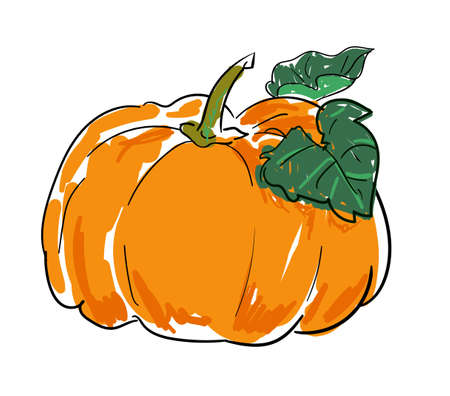 Sketch pumpkin isolated on white background drawing vectorのイラスト素材
