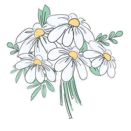 Hand drawn bouquet camomile flowers Daisies vectorのイラスト素材