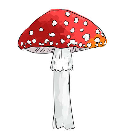 Hand drawn amanita mushroom isolated on white background vector illustration.のイラスト素材