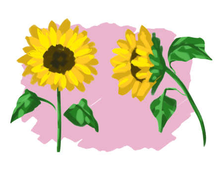 Pencil drawing Sunflowers on the pink background illustrationの写真素材