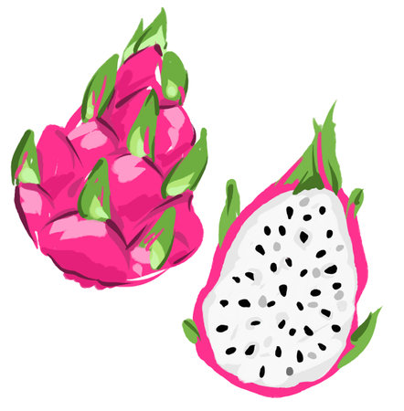 Hand drawn Pitaya Fruit Vector, Dragon Fruit set isolatedのイラスト素材