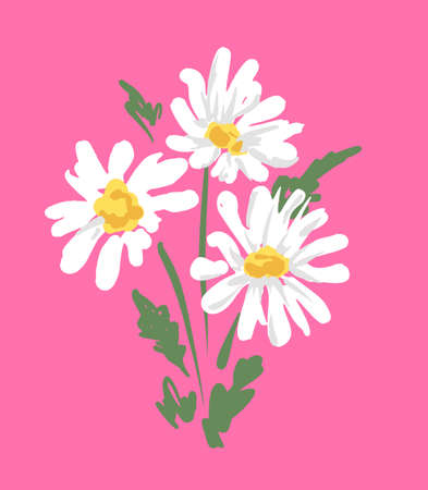 Bouquet of beautiful daisies on a pink background, Camomile Summer Trend Print Vectorのイラスト素材