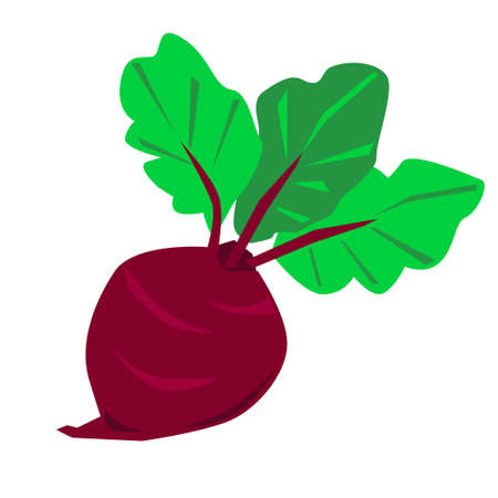Hand drawn Cute Beetroot. Vector illustration of beets with tops isolated on the white background....