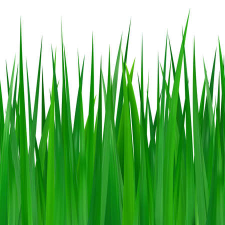 Seamless green grass isolated on white backgroundのイラスト素材