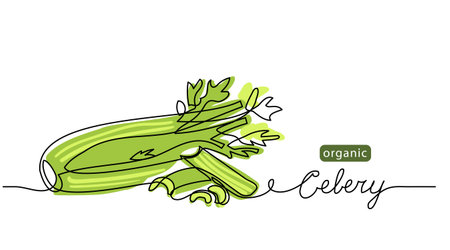 Celery sticks, stalks, green leaf vector sketch illustration for background, label design. One line drawing art illustration with lettering organic celeryのイラスト素材