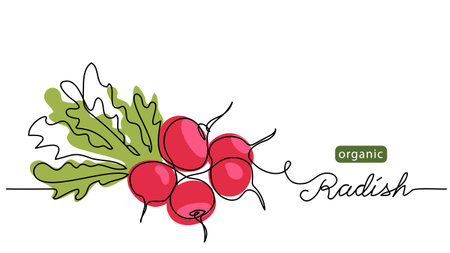 Red radish bundle, bunch. Vector illustration, label, background. One line drawing art illustration with lettering organic radishのイラスト素材