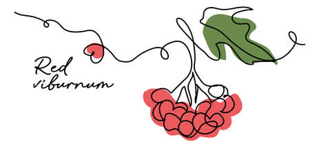 Red viburnum simple color vector illustration. Ukrainian berry. One continuous line art drawing of red viburnumのイラスト素材