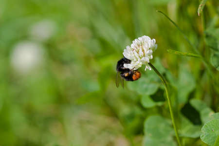 Bumblebee on white flower