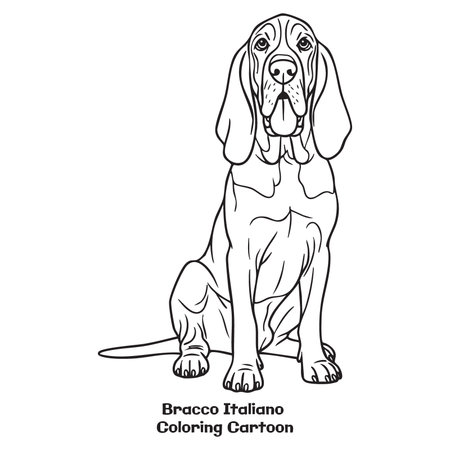 Bracco Italiano dog coloring page for adults and kits. Vector illustration.のイラスト素材
