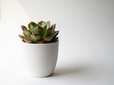A single succulent plant with green and pink leaves sits in a white pot against a plain white background.の素材