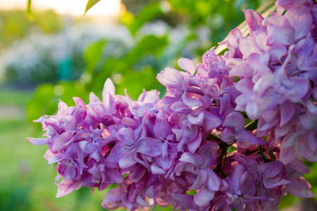 Lilacの写真素材