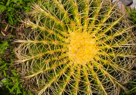 cacti in the parkの写真素材