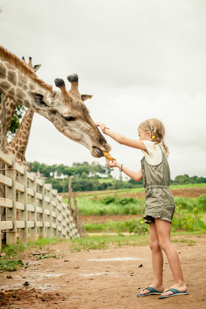 Little girl feeding a giraffe at the zoo at the day time.の写真素材