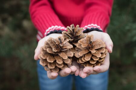 Fir cones in the hands of teenager. New Year, Christmas mood.の写真素材